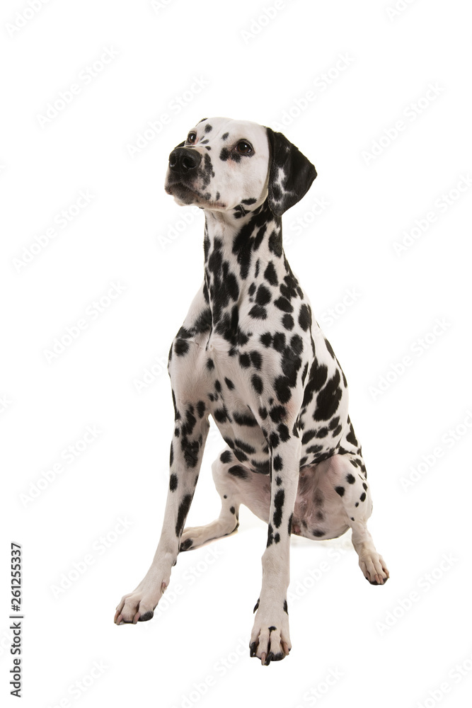 Sitting Dalmatian dog looking up isolated on a white background seen from the side