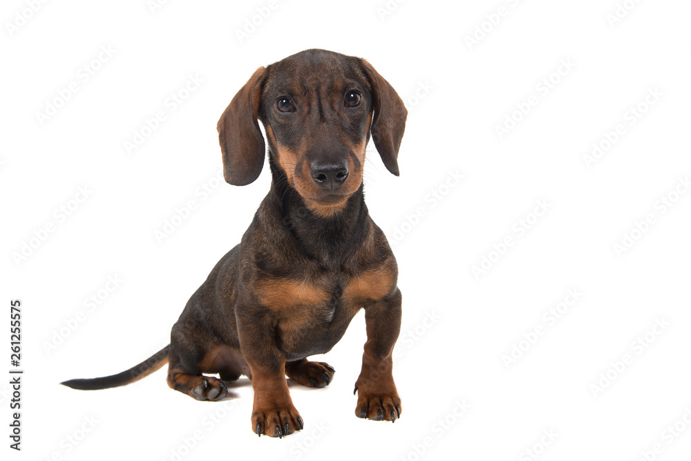 Dachshund looking at the camera sitting isolated on a white background Dachshund looking at the camera sitting isolated on a white background