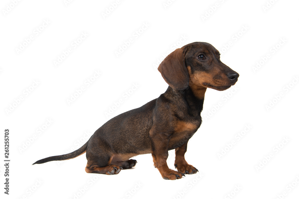 Dachshund looking to the side sitting isolated on a white background seen from the side