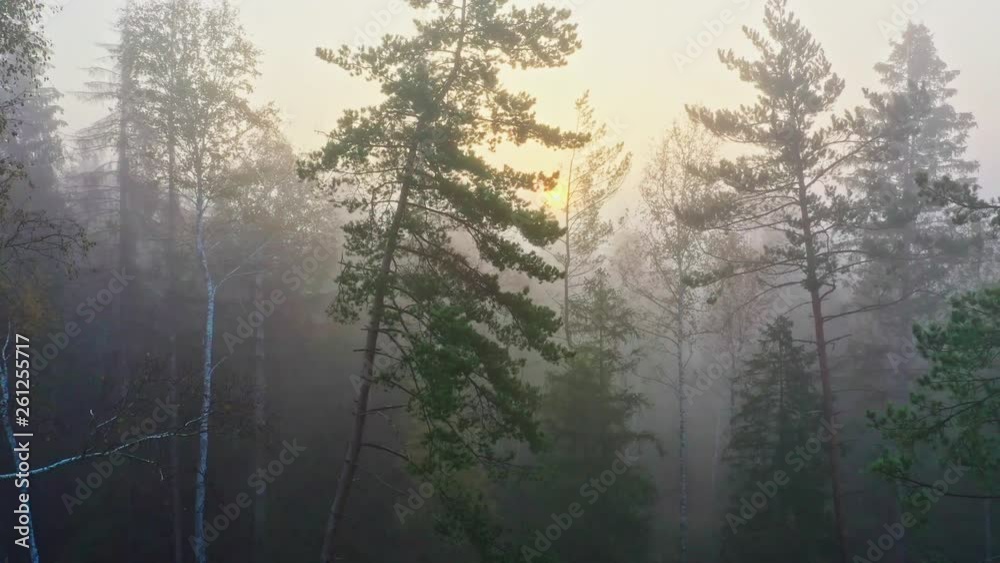 Sonnenaufgang im nebeligen Herbstwald