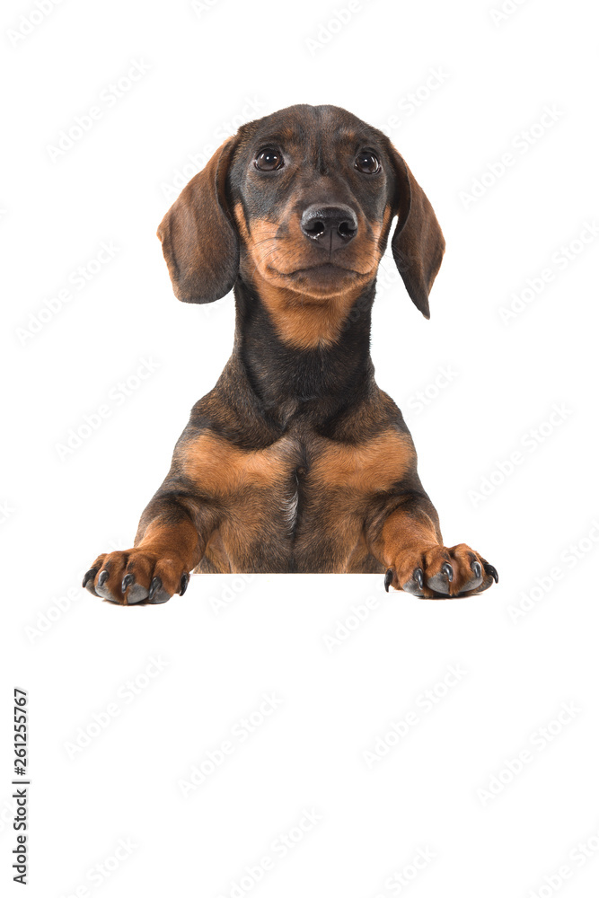 Smooth haired Dachshund looking up holding a white board on a white backgroundground