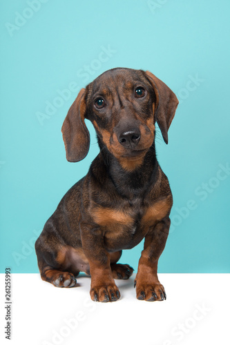 Dachshund looking at the camera sitting on a blue background and white underground