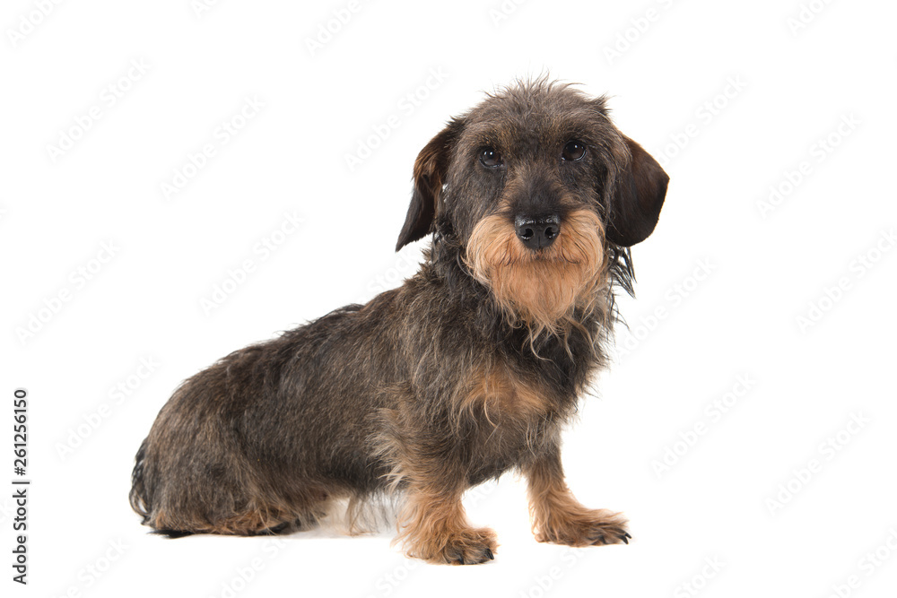 Side view of a sitting wirehaired Dachshund looking at the camera isolated on white background