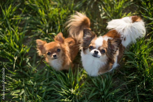 dogs in the grass