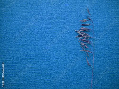 on a blue background on the right is the dry grass. you can see the lines and texture. horizontally. inscriptions and logos are where to put
