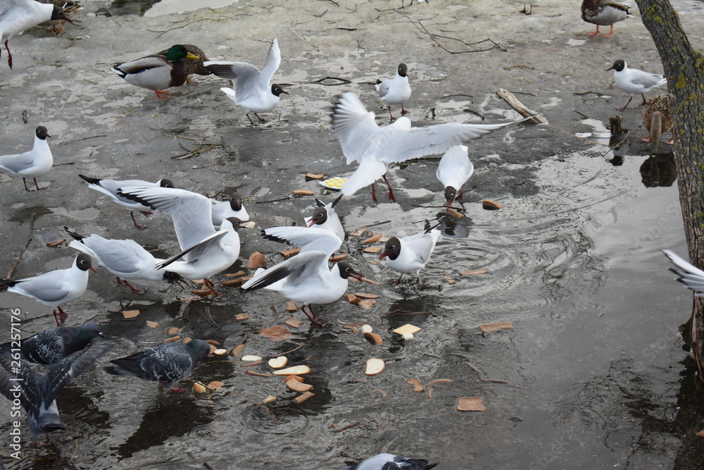 Fototapeta premium seagulls on the beach