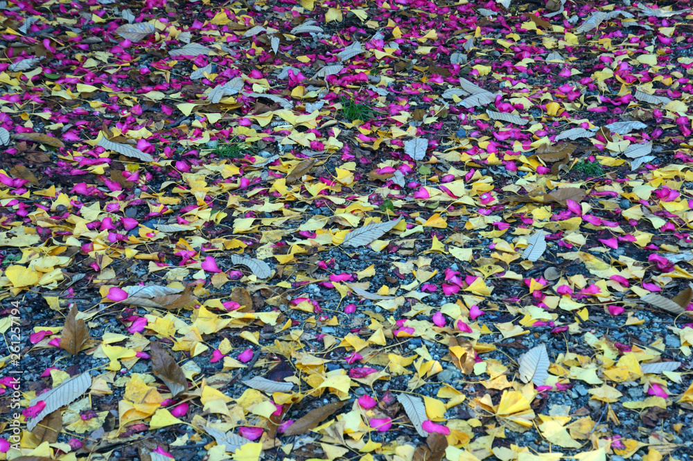 サザンカの赤い花びら、イチョウの黄色い葉っぱ、落葉広葉樹の茶色い葉っぱが散って、紙吹雪が落ちたように見えるカラフルな地面