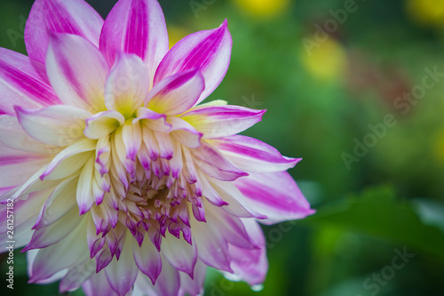  Japan Dahlia