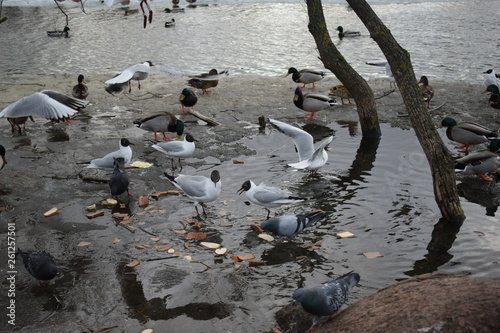 group of seagulls on beach © tanzelya888