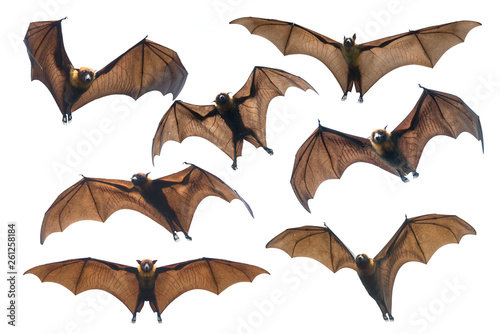 Leinwand Poster Bat flying isolated on white  background (Lyle's flying fox)