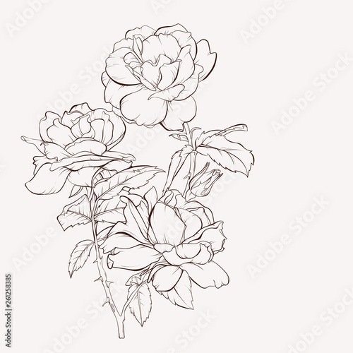 Vector rose flower. Summer flowers bouquet. Element for design. Hand-drawn contour lines and strokes.