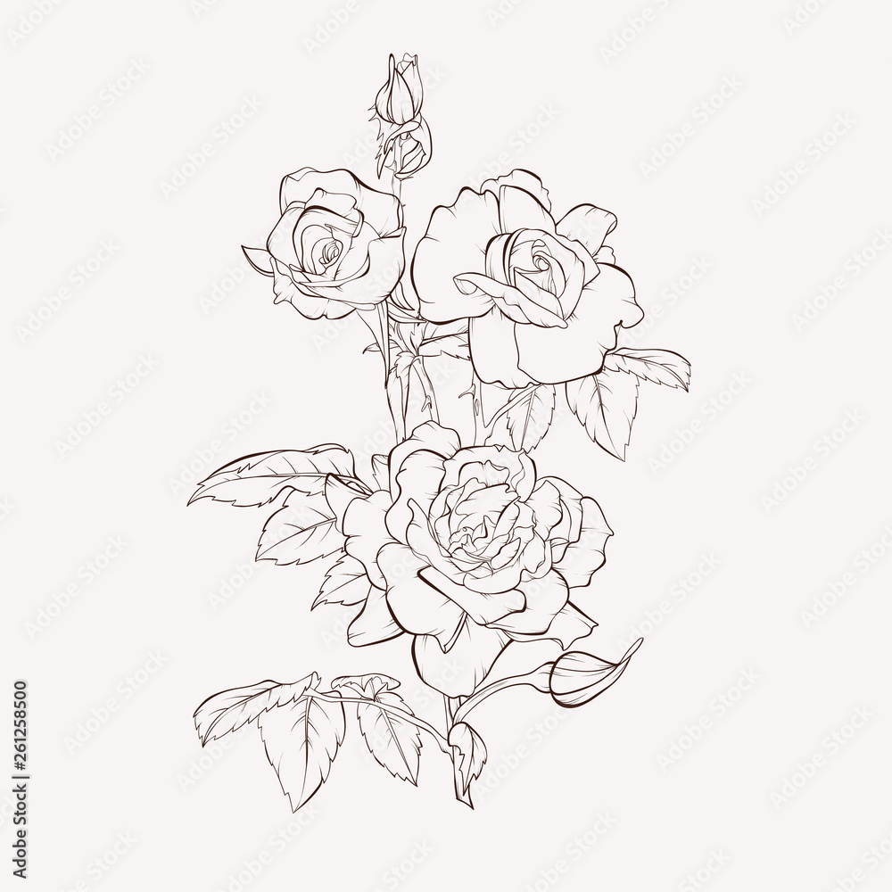 Sketch Floral Botany Collection. Rose flower drawings. Black and ...