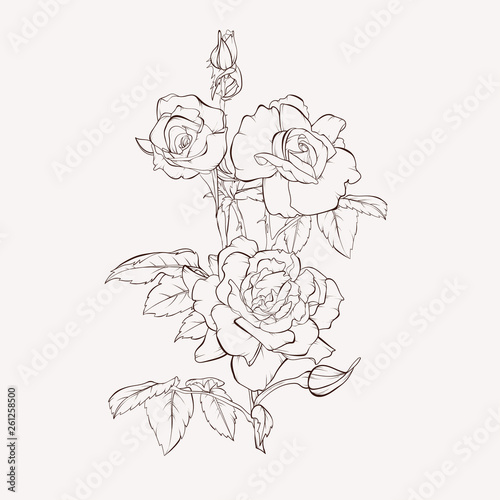 Sketch Floral Botany Collection. Rose flower drawings. Black and white with line art on white backgrounds. Hand Drawn Botanical Illustrations