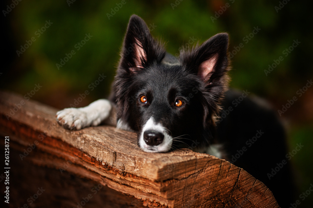 Cute Border Collie Portrait
