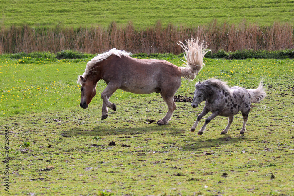 Bockige Ponys