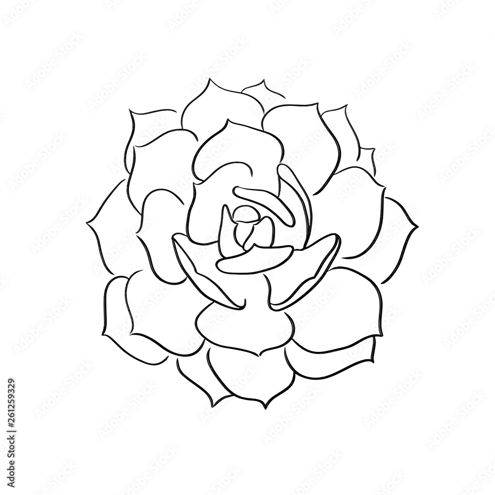 succulents line vector illustration succulents line vector illustration