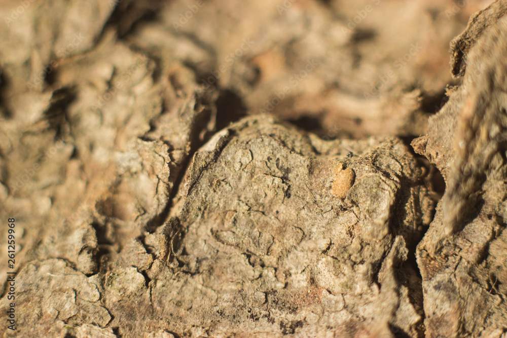 tree bark. Macro. Tree bark texture background tree bark. Macro. Tree bark texture background