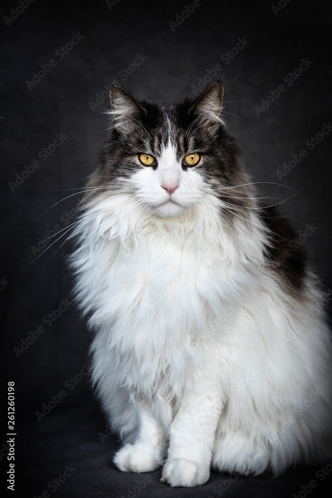 Maine Coon Maine Coon