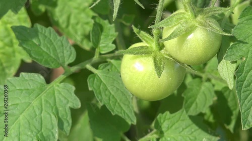 tomato plant with green tomatoes in the garden