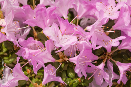 Pink lilac flowers growing on a Rhododendron in north east Italy