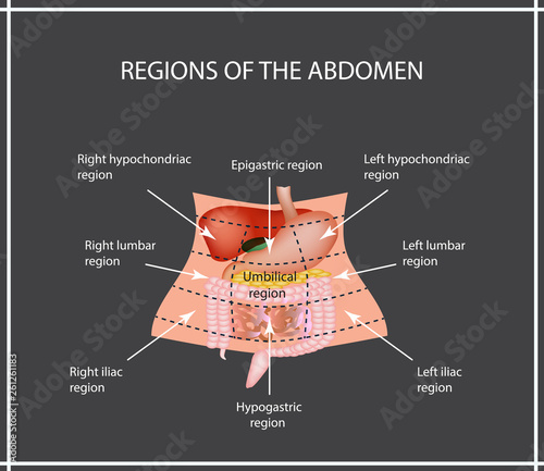 Abdominal Region. The liver, gallbladder, pancreas, stomach, duodenum, intestine, small intestine, large intestine