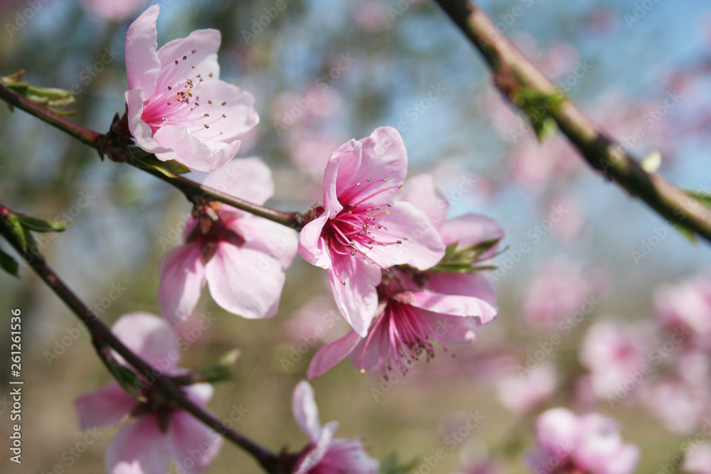Pink Peach flowers on branch. Peach tree in bloom in springtime. Prunus persica Pink Peach flowers on branch. Peach tree in bloom in springtime. Prunus persica
