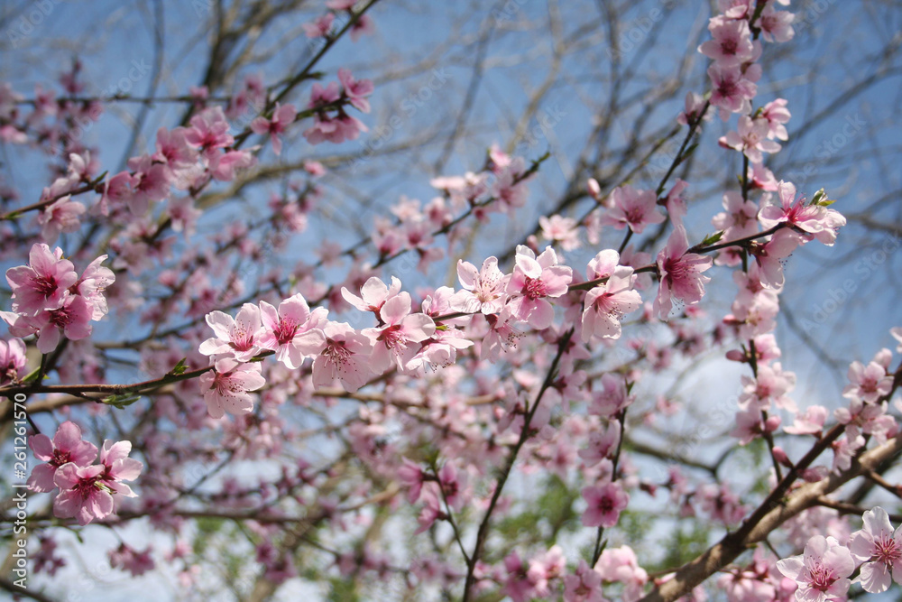 Pink Peach flowers on branch. Peach tree in bloom in springtime. Prunus persica Pink Peach flowers on branch. Peach tree in bloom in springtime. Prunus persica