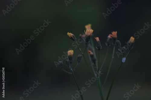 fiori di campo in primo piano con sfondo verde scuro Bokeh