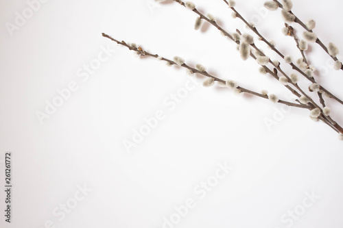 Willow on a white background for Palm Sunday. Willow catkins on white background copy space easter, willow twigs