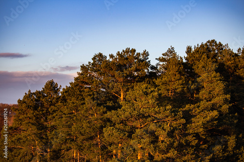 the tops of coniferous trees in the forest