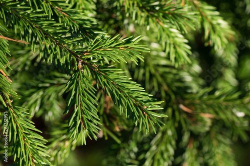 Fir tree branch close up, natural background, in Finland.