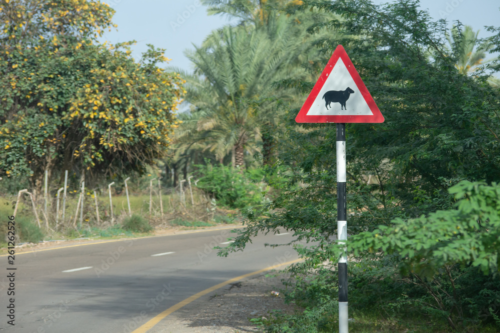 Beware of sheep crossing sign at the curve of a street in the United Arab Emirates. Beware of sheep crossing sign at the curve of a street in the United Arab Emirates.