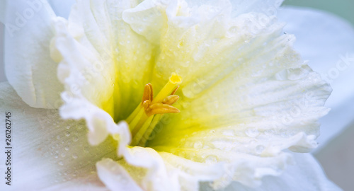 Macro shot of a beautiful white daffodil flower head.