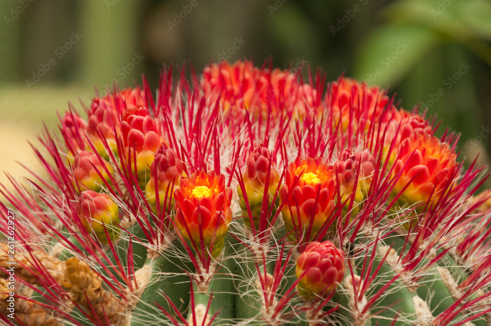 Bright Orange Cactus Flowers