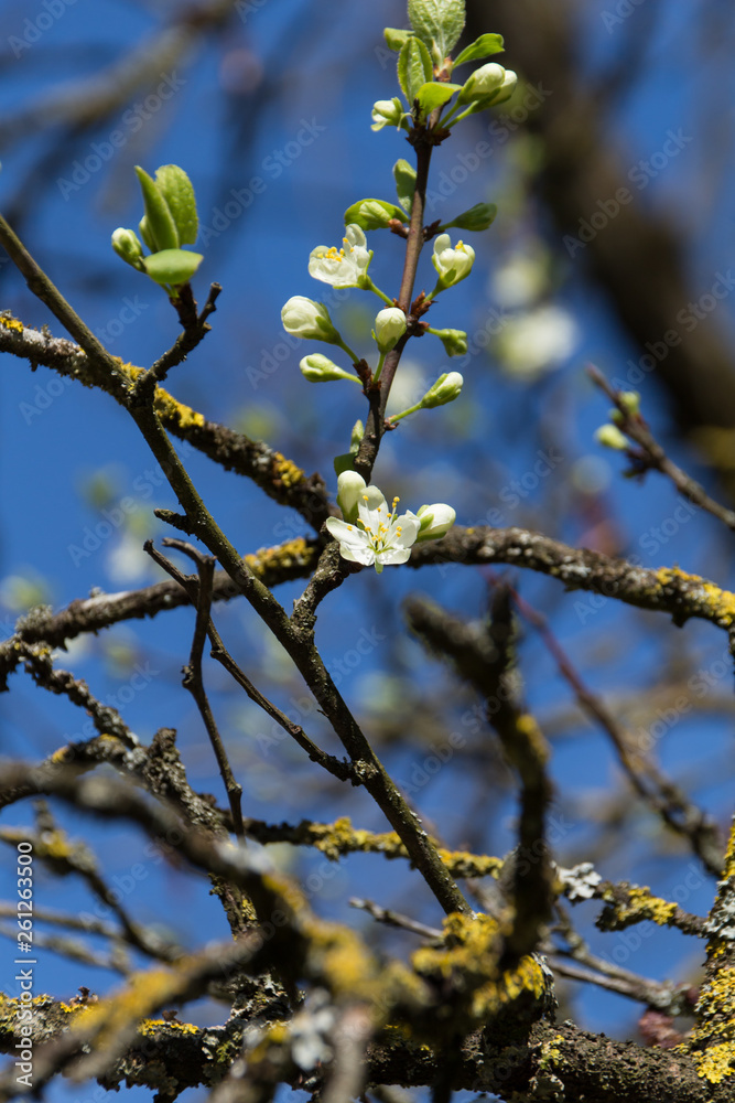 Branch of closed and opened cherry blossoms with background trees bokeh Branch of closed and opened cherry blossoms with background trees bokeh