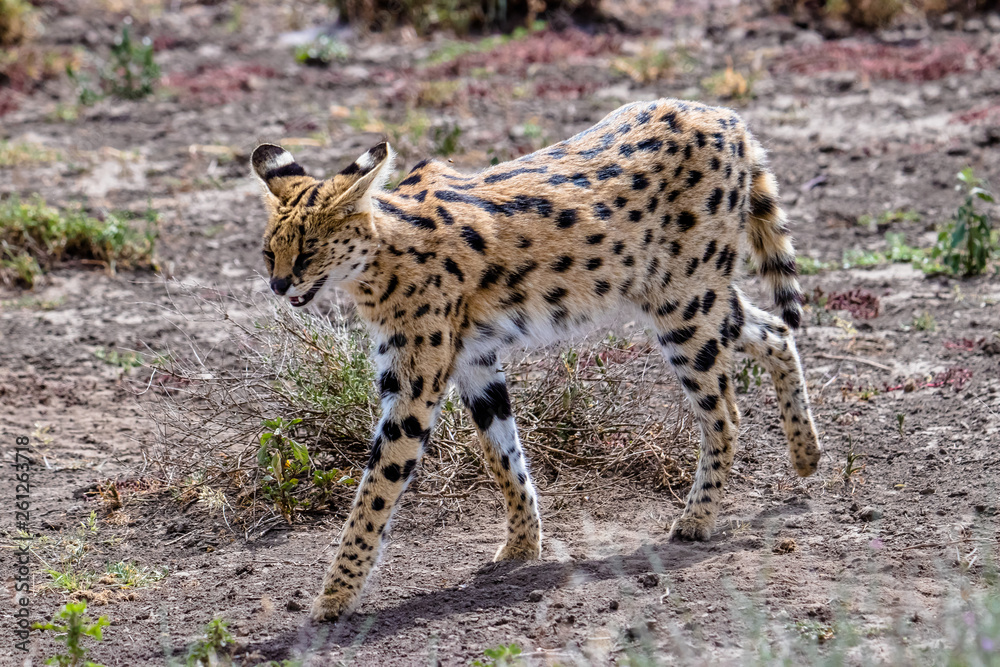 portrait of serval portrait of serval