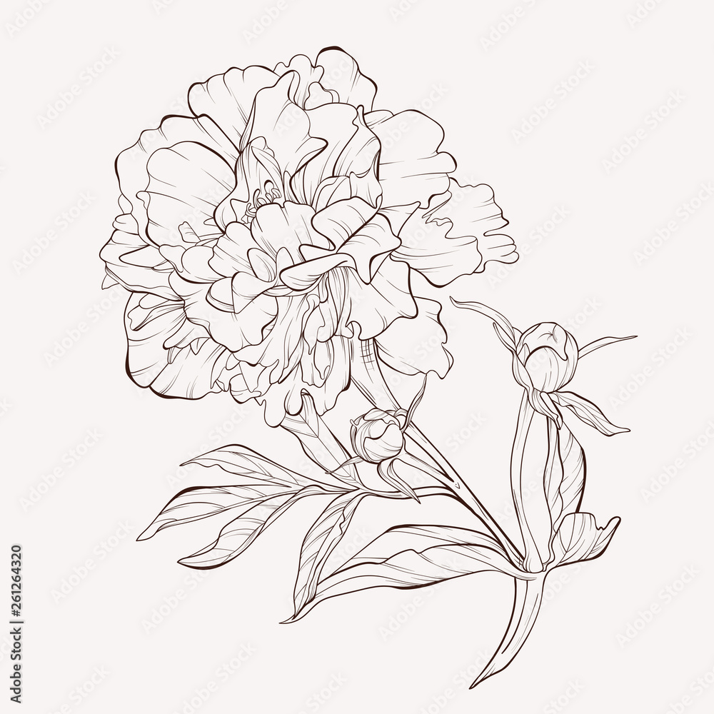 Peony flower and leaves drawing. Vector hand drawn engraved floral card. Botanical rose, branch and berry Black ink sketch. Great for tattoo, invitations, greeting cards, decor . Peony flower and leaves drawing. Vector hand drawn engraved floral card. Botanical rose, branch and berry Black ink sketch. Great for tattoo, invitations, greeting cards, decor .
