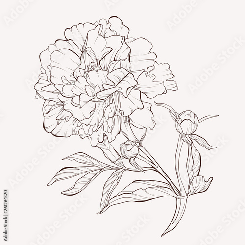 Fototapeta Naklejka Na Ścianę i Meble -  Peony flower and leaves drawing. Vector hand drawn engraved floral card. Botanical rose, branch and berry Black ink sketch. Great for tattoo, invitations, greeting cards, decor .