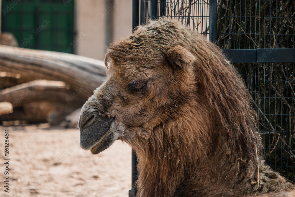 Fototapeta premium camel