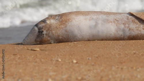 Dead Dolphin on beach. Common porpoise (Phocoena phocoena relicta). Marine mammals increasingly dying from water pollution, many screws of ships photo