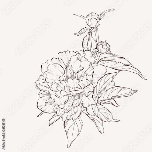 Peony flower and leaves drawing. Vector hand drawn engraved floral card. Botanical rose, branch and berry Black ink sketch. Great for tattoo, invitations, greeting cards, decor .