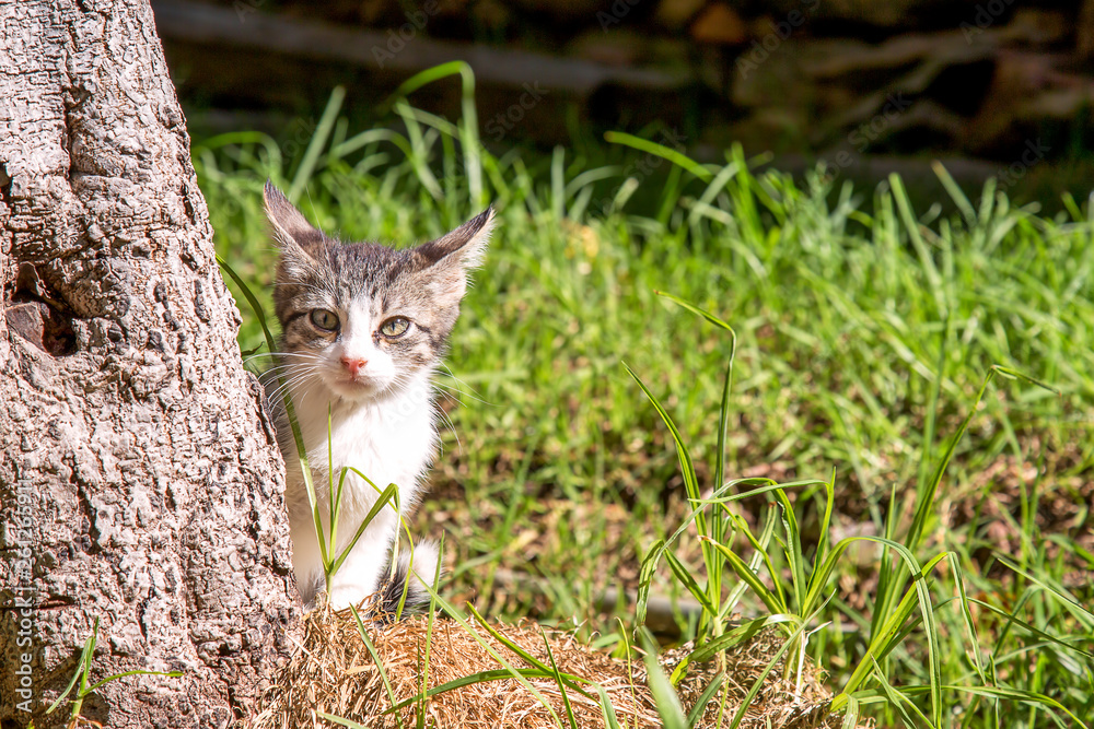 A white and gray little cat shows itself from behind a tree in a garden. Photographed at the Andean mountains of central Colombia. A white and gray little cat shows itself from behind a tree in a garden. Photographed at the Andean mountains of central Colombia.