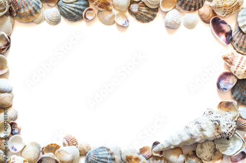 Frame of beautiful different seashells isolated on white background with space for text. Mollusk seashell texture.