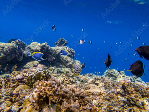 Fototapeta Naklejka Na Ścianę i Meble -  2018, November, Maldives, gopro, underwater