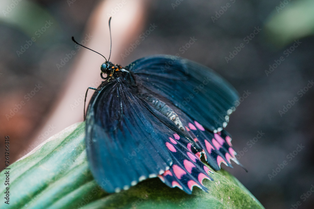 Obraz premium butterfly