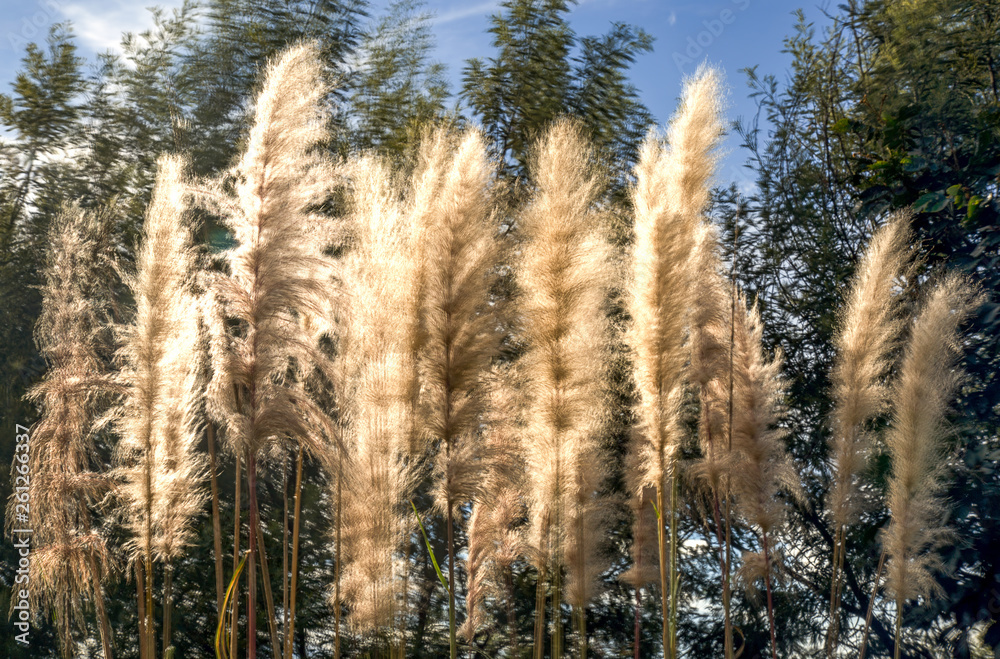 Multiple exposure of some pampas grass being blown by the wind. Captured at the andean mountains of central Colombia. Multiple exposure of some pampas grass being blown by the wind. Captured at the andean mountains of central Colombia.