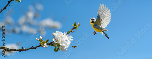 Der Singvogel Blaumeise und eine Biene an einem blühenden Kirschbaum zeigt, dass endlich Frühling ist	 photo
