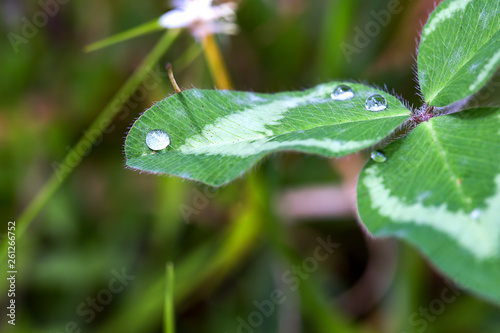 Macro photography of three isolated drops of dew on top of a clover leaf. Captured at the Andean mountains of central Colombia.