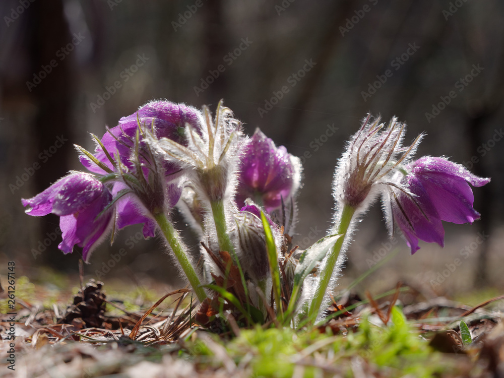 snowdrops purple Chamber of unfolded. beautiful in the forest snowdrops purple Chamber of unfolded. beautiful in the forest