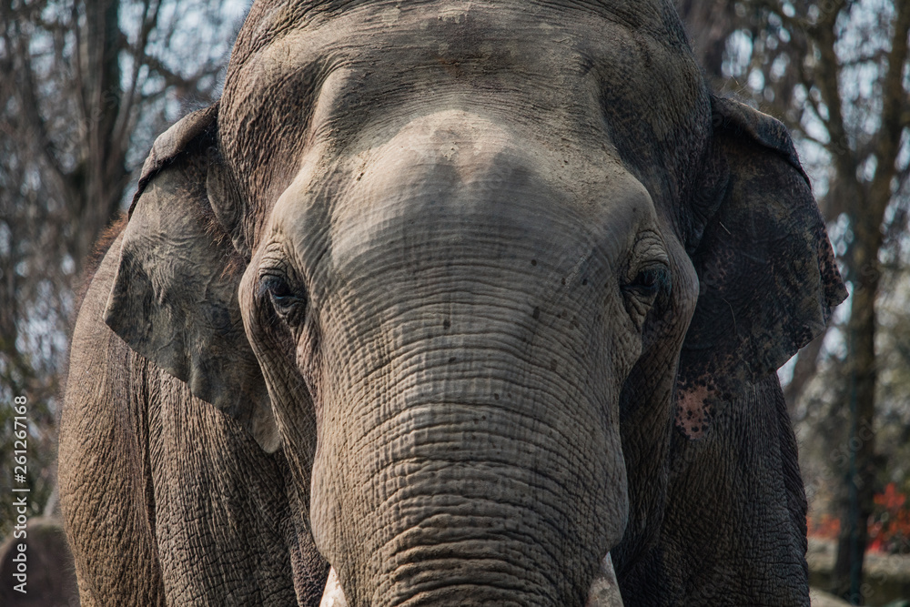 Fototapeta premium Elephant